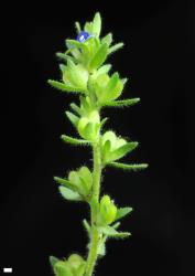 Veronica arvensis. Sprig with flower and fruits. Scale = 1 mm.
 Image: P.J. Garnock-Jones © P.J. Garnock-Jones CC-BY-NC 3.0 NZ